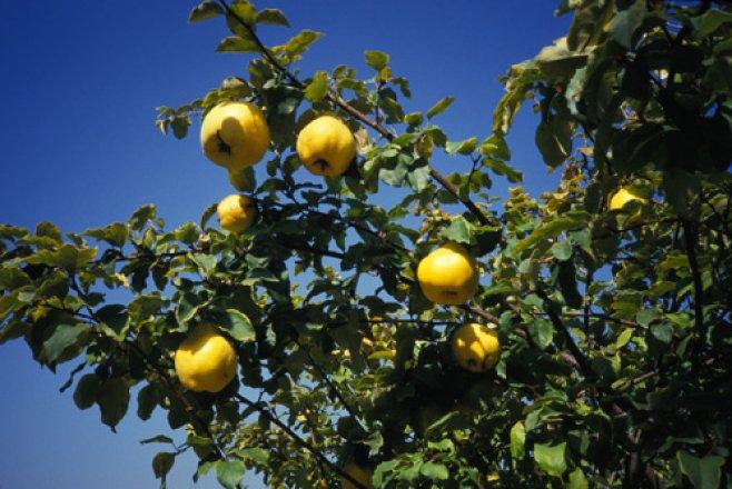 ต้นแอปเปิ้ลจีน