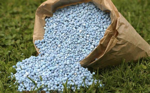 fertilisation du maïs