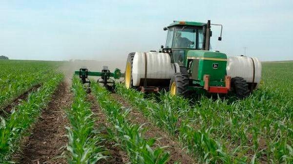 fertilisation du maïs