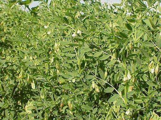 โรคถั่วเลนทิล