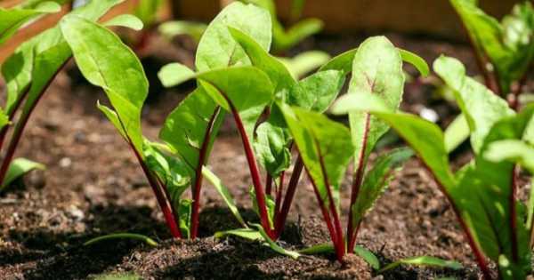 หัวบีทในสวน