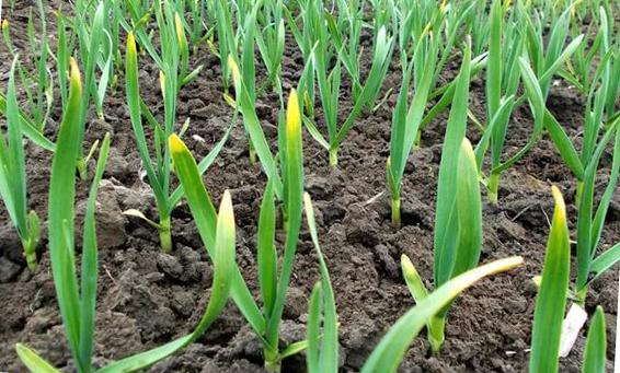 การใส่ปุ๋ยกระเทียม