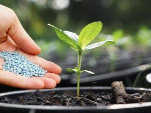 การใส่ปุ๋ยถั่ว