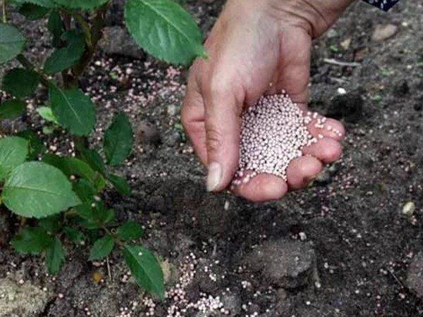 การใส่ปุ๋ยพุ่มไม้