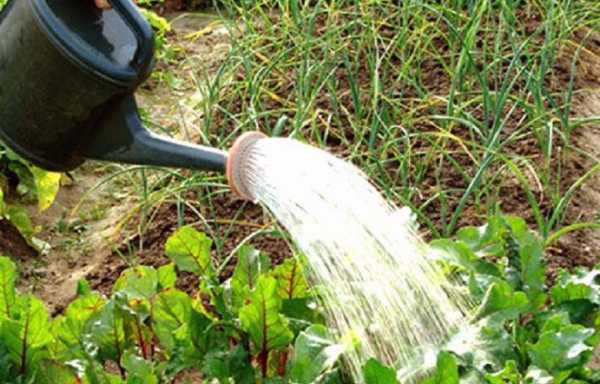 การรดน้ำหัวบีท