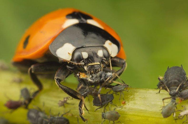 การควบคุมเพลี้ยอ่อน