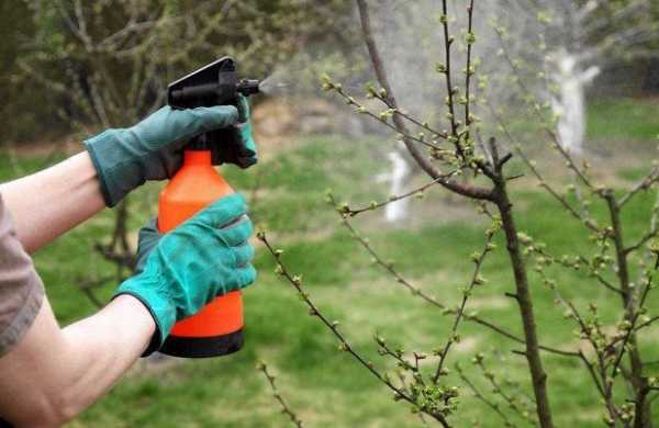 การแปรรูปต้นแอปเปิล