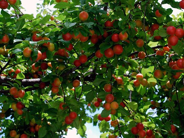 ต้นพลัมเชอร์รี่