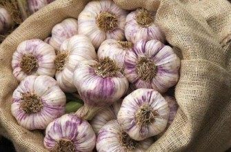 กระเทียมในถุง