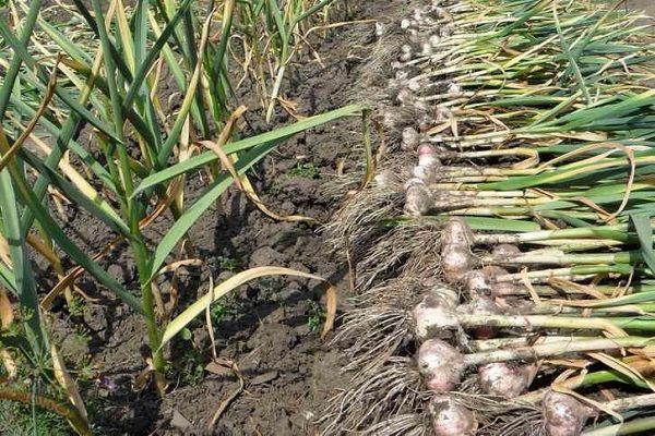 ขุดกระเทียมขึ้นมา