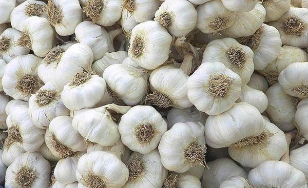 กระเทียมในฤดูหนาว