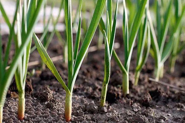 แปลงกระเทียม