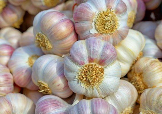 กระเทียม Lyubasha