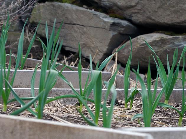 แปลงคลุมดิน