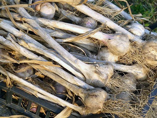 กระเทียมเยอะมาก