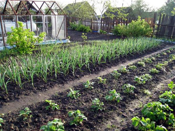 แปลงกระเทียม