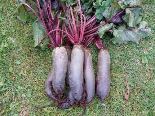 หัวบีทจากสวน