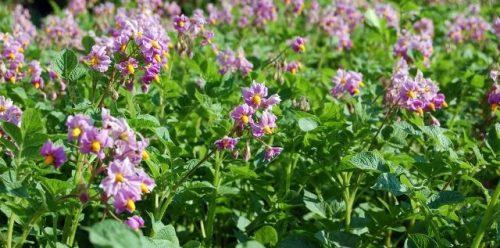 ดอกมันฝรั่ง