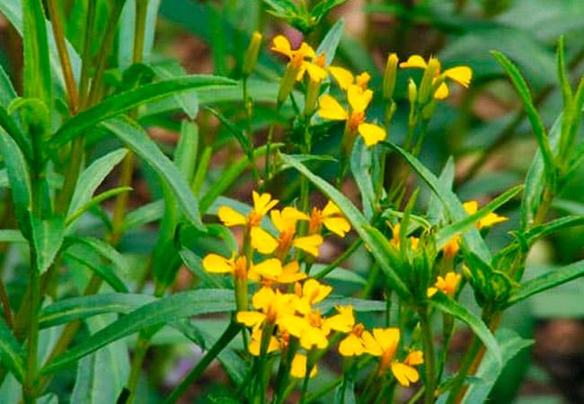 ดอกทาร์รากอน