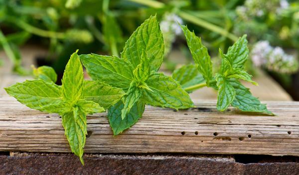 สะระแหน่