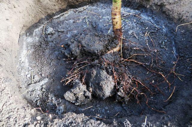 การรดน้ำต้นไม้