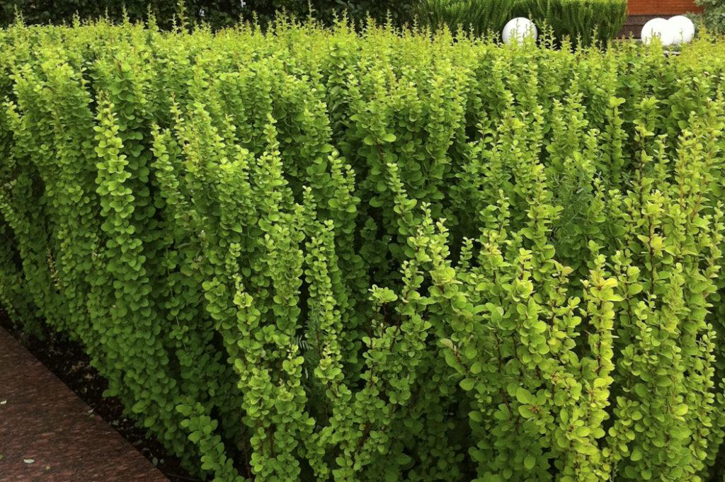 เบอร์รีทรงเสา