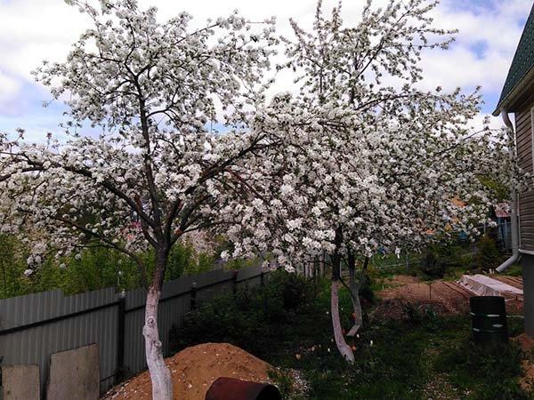 ต้นแอปเปิ้ลไม่ออกผล