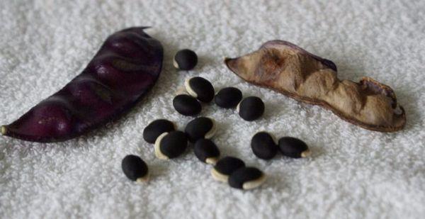 เมล็ดถั่ว