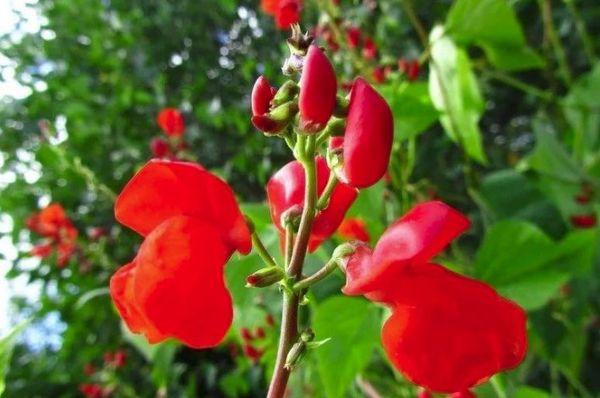 ดอกถั่ว