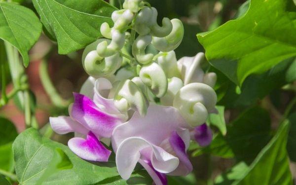 วิกญาแห่งคาราคัลลา