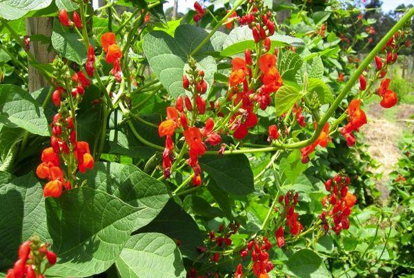 ถั่ววินเนอร์