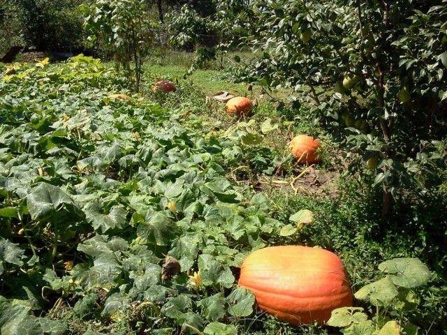 บิ๊กแม็กซ์