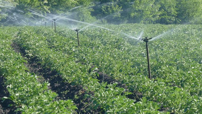 การรดน้ำมันฝรั่ง