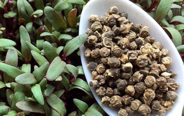 เมล็ดบีทรูท