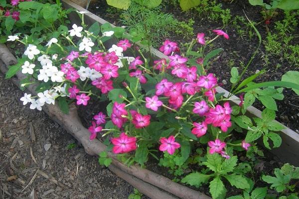 ยาสูบหอม