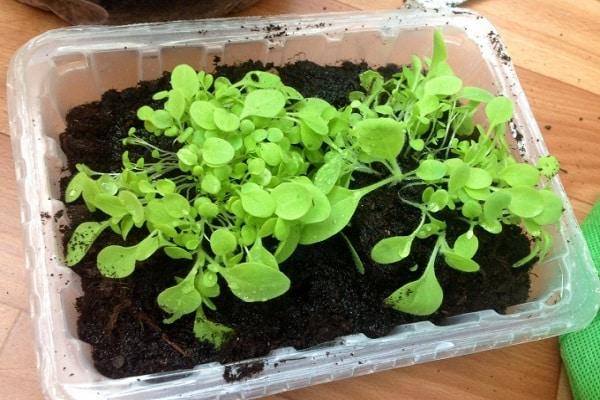 การงอกของยาสูบหอม