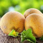 พันธุ์โคลโคซนิทซา