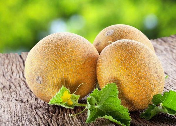 พันธุ์โคลโคซนิทซา