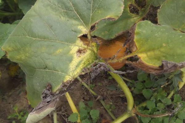 โรคแตงโม