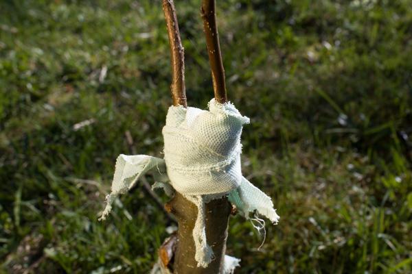 การต่อกิ่งเชอร์รี่