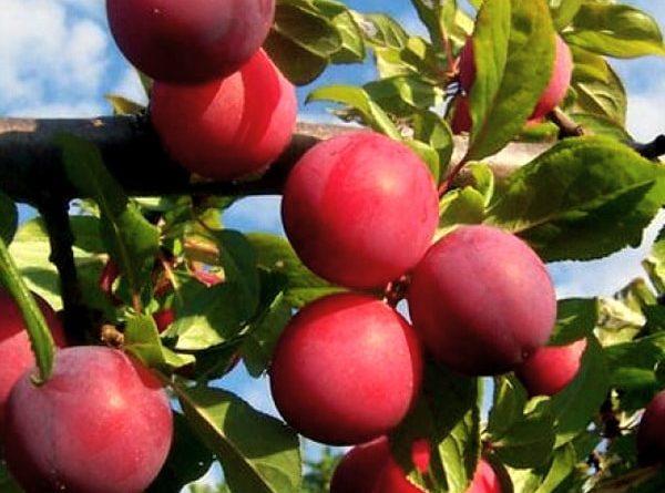 ไข่มุกแห่งเทือกเขาอูราล