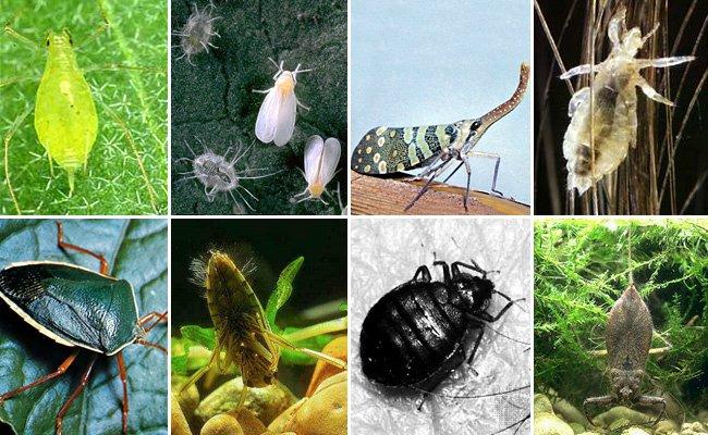 ศัตรูพืชมิ้นต์