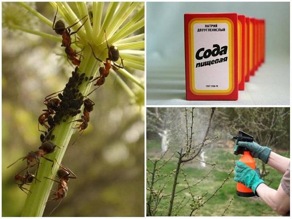 lutte contre les pucerons