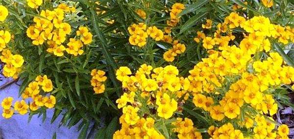 ราชาแห่งสมุนไพร