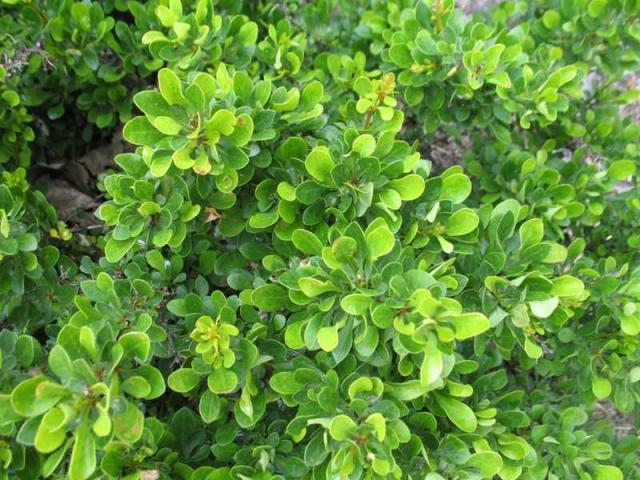 พันธุ์โคบอลด์บาร์เบอร์รี่