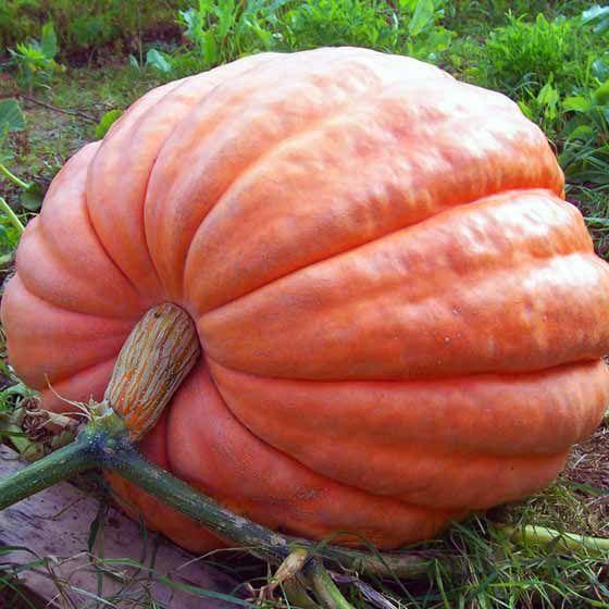 ฟักทองเคลือบน้ำตาล