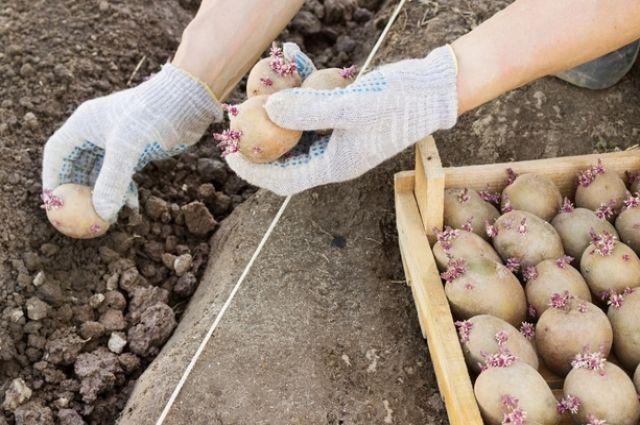 การปลูกมันฝรั่ง