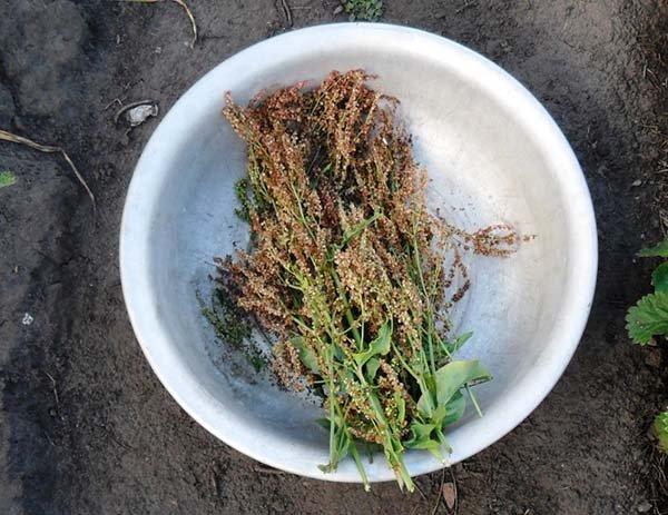 เมล็ดผักซอร์เรล