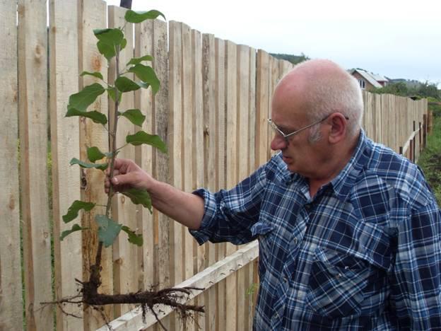 การขยายพันธุ์แอปเปิล