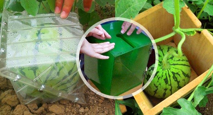 แตงโมที่กำลังเติบโต